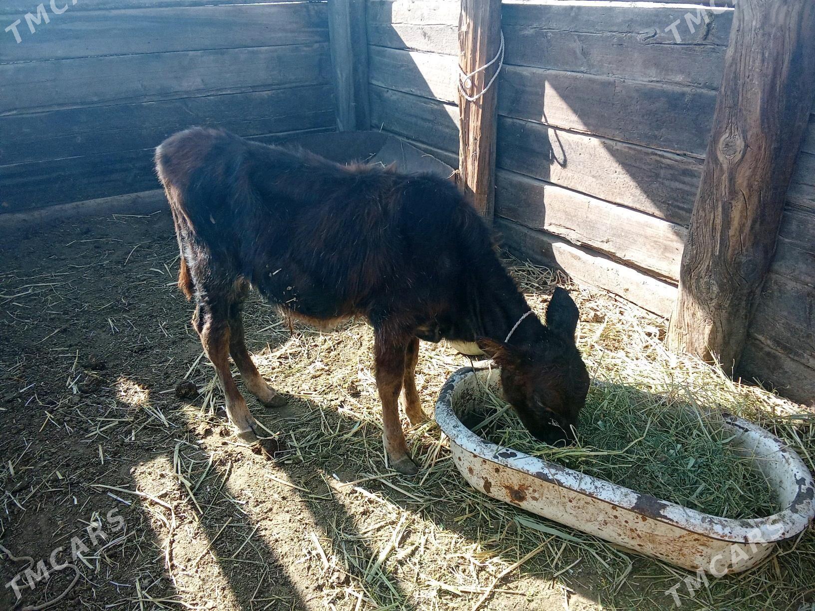 göleli sygyr - Джебел - img 2