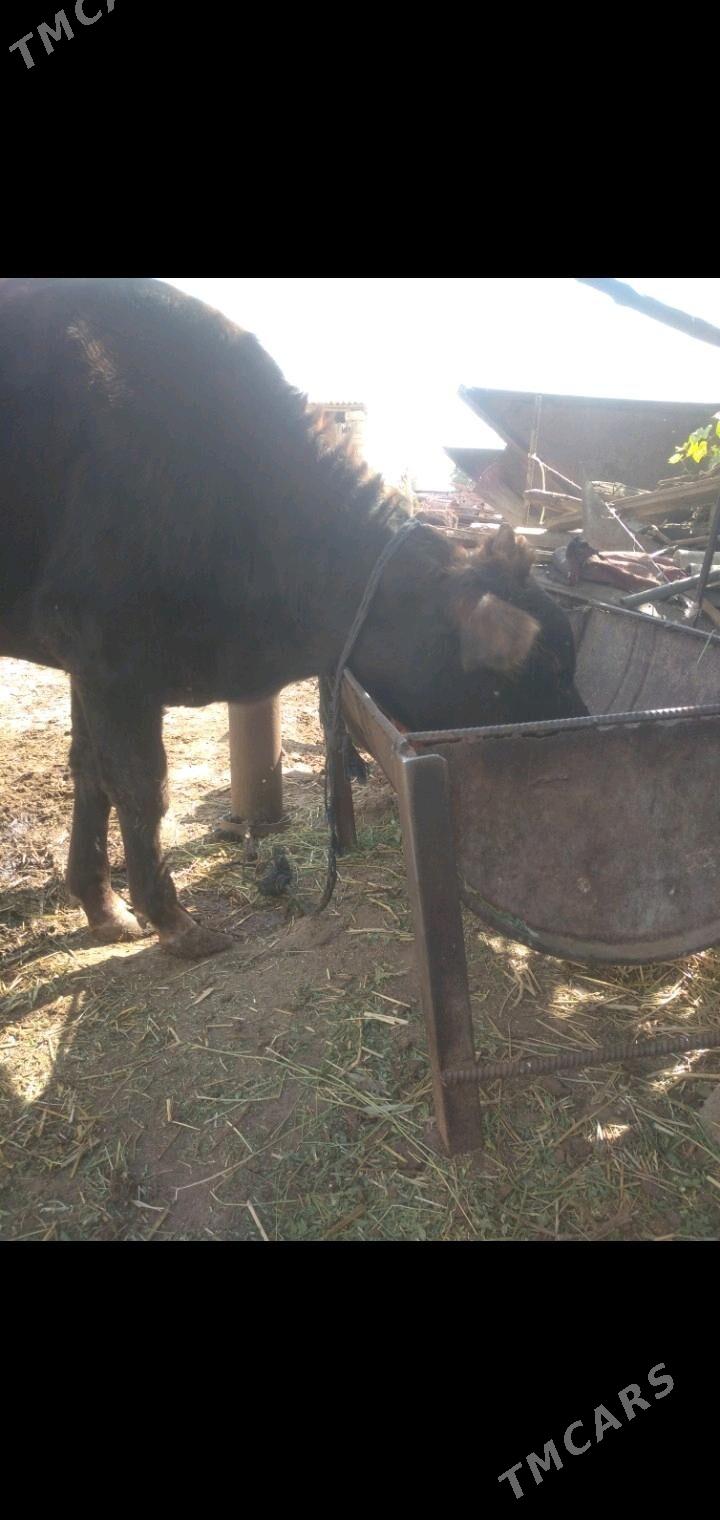 okuz - Gökdepe - img 1