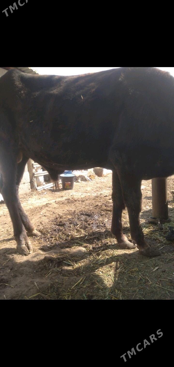 okuz - Gökdepe - img 2