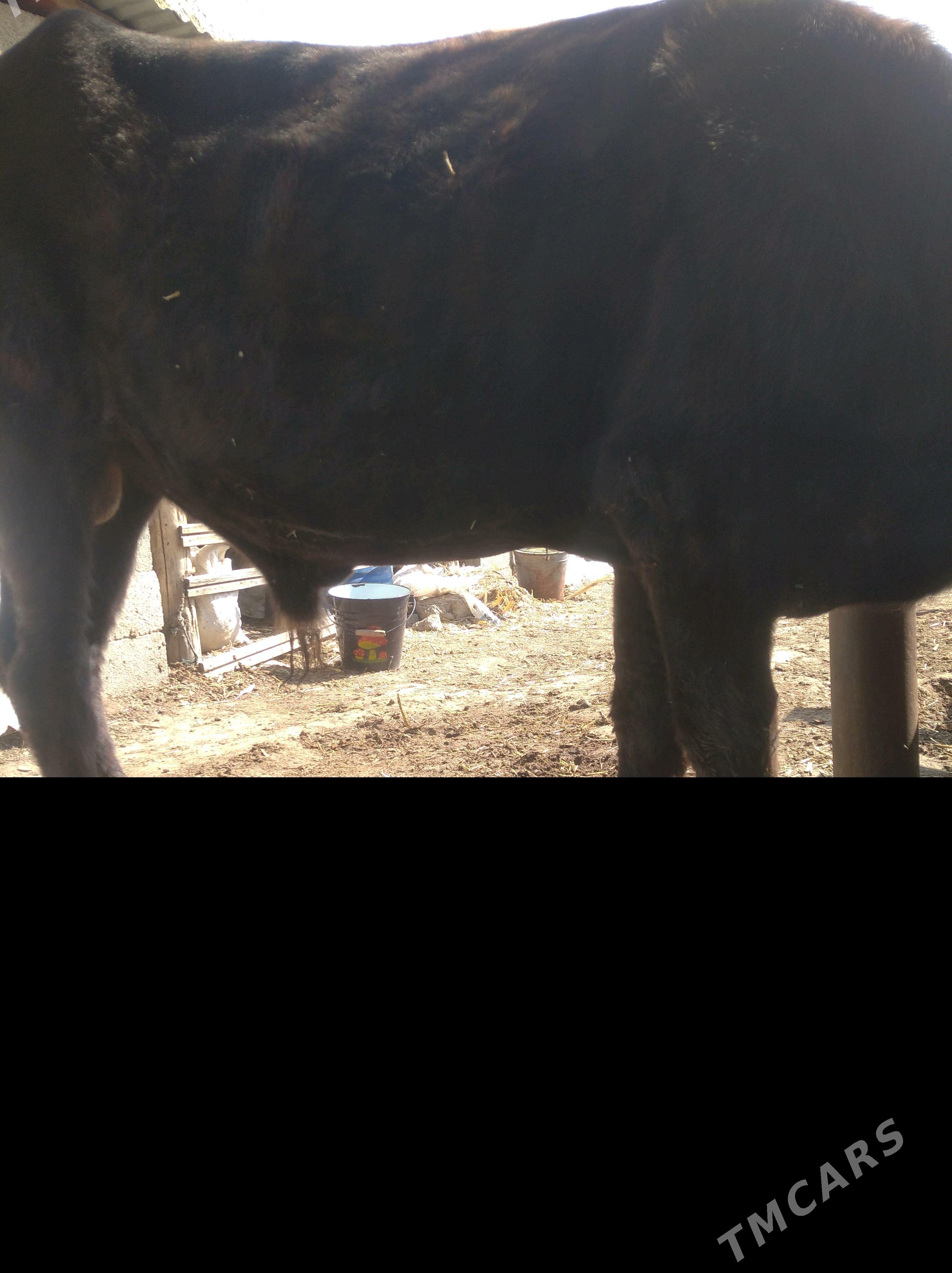 okuz - Gökdepe - img 3