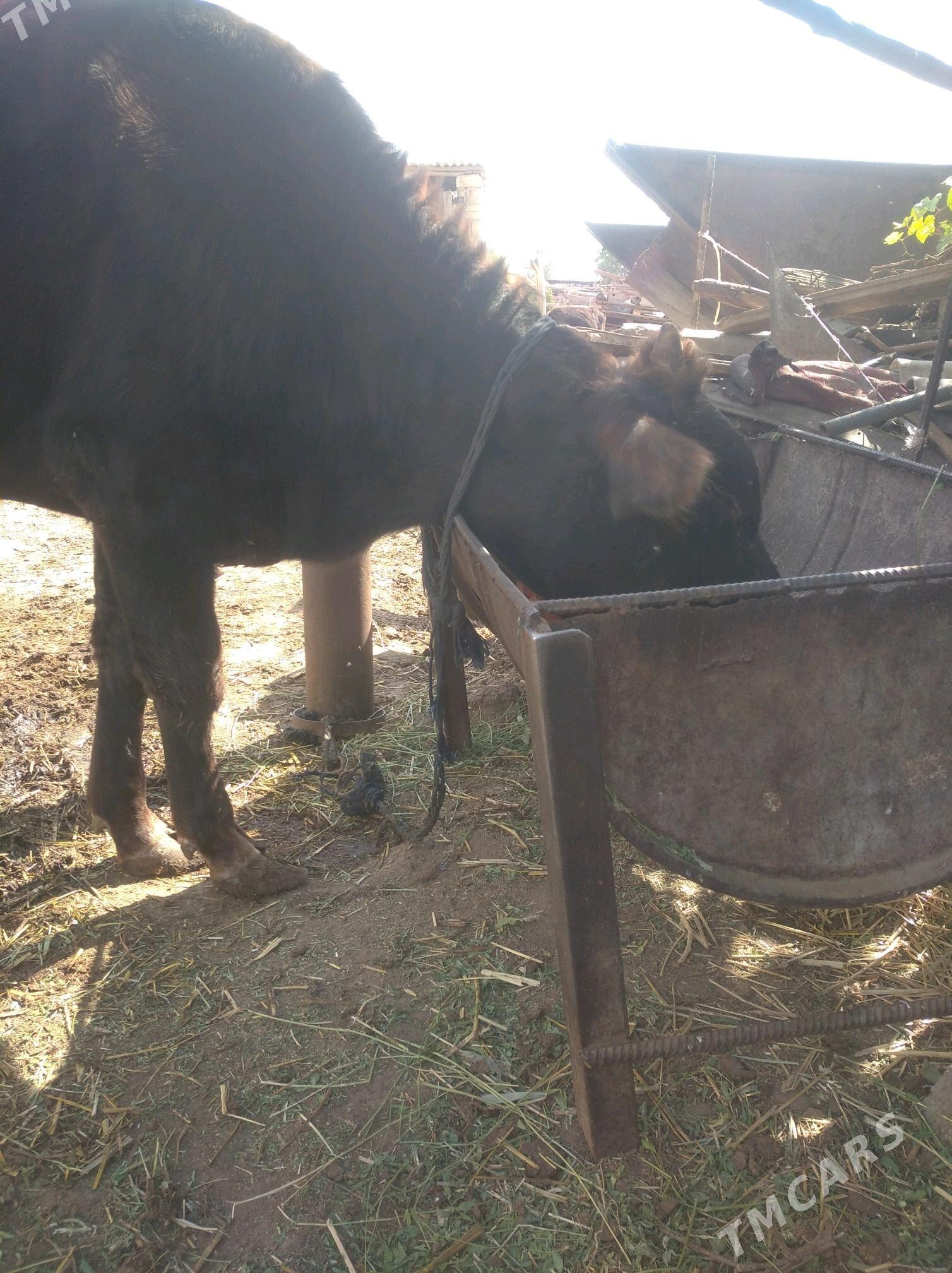 okuz - Gökdepe - img 4