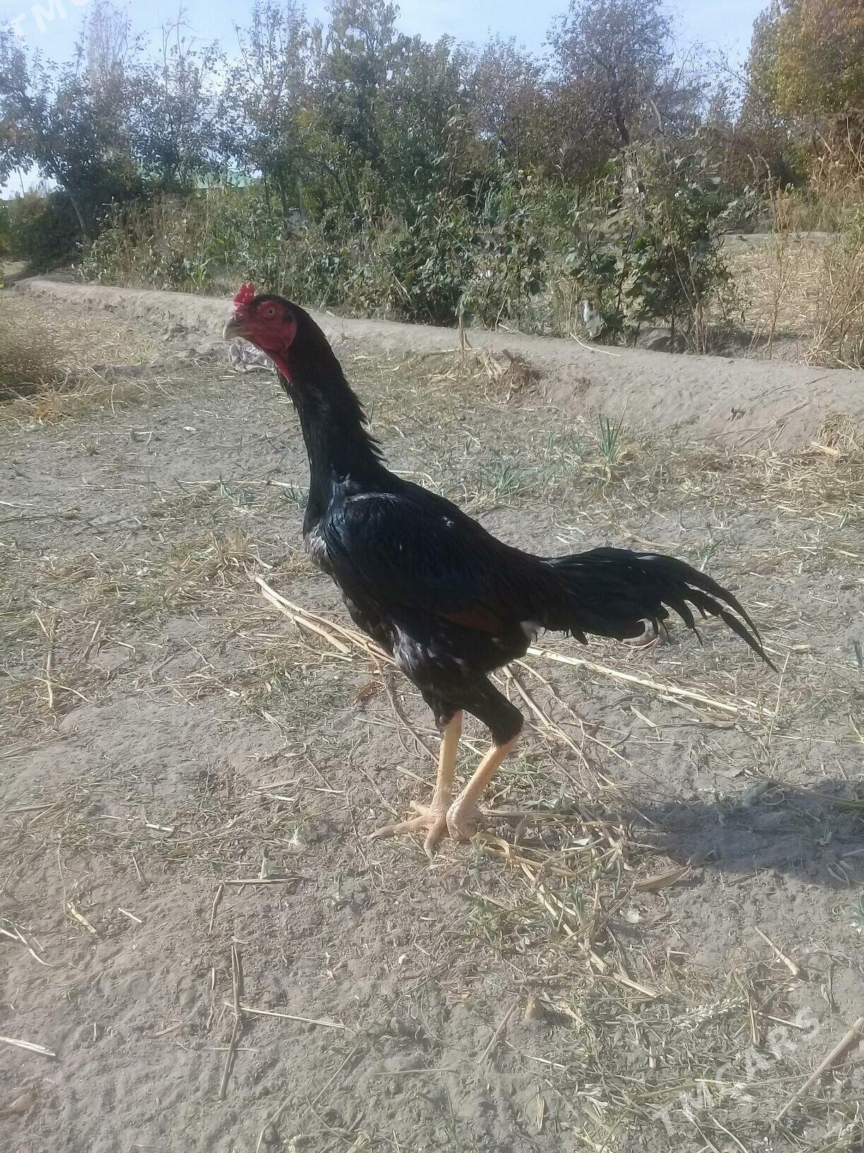 özbek juýjesi - Гурбансолтан Едже - img 2