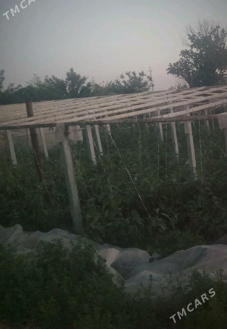 BITON ONUMI - Мургап - img 2