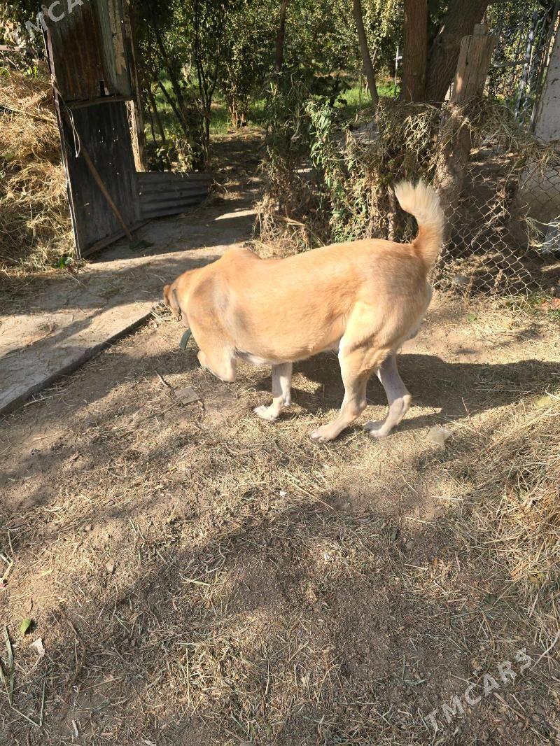 it1 yasamadyk - Ашхабад - img 2