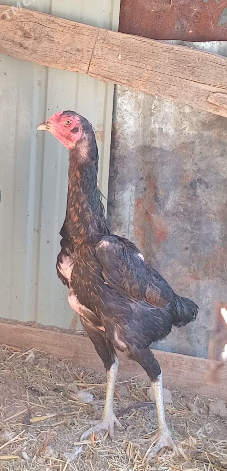 taşkent mäki - Kaka - img 2