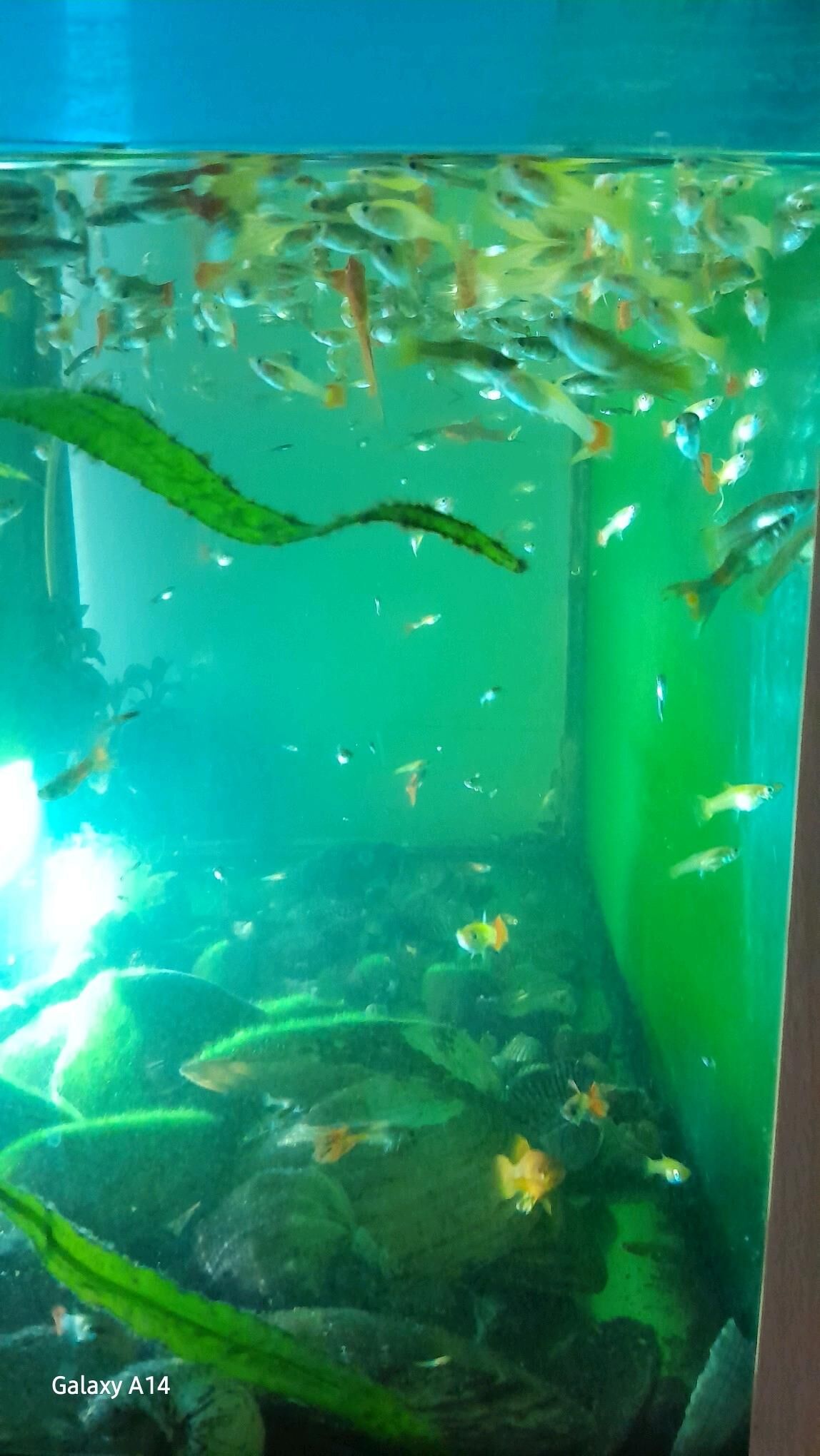 Balyk - Бахарден - img 3