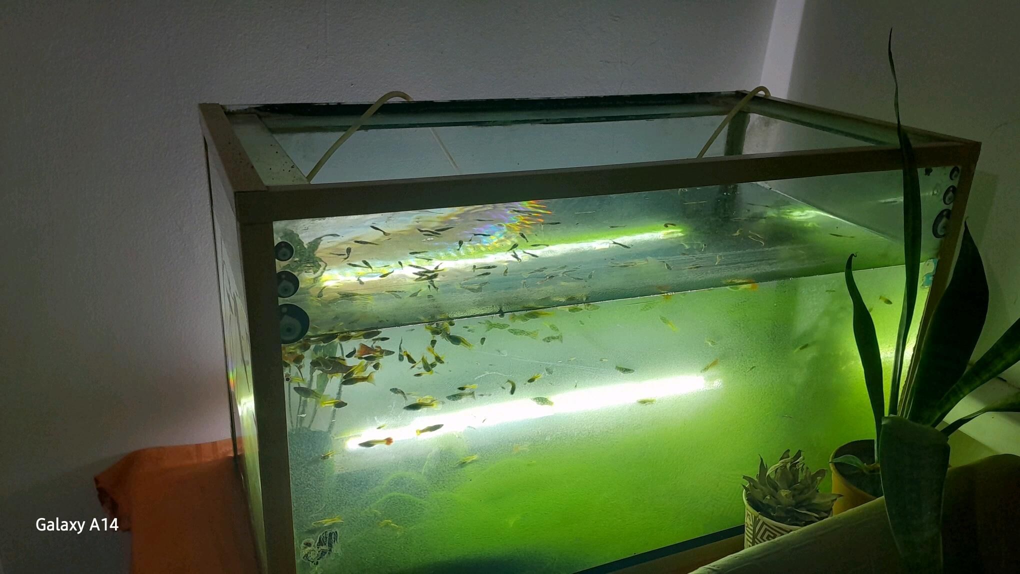 Balyk - Бахарден - img 2