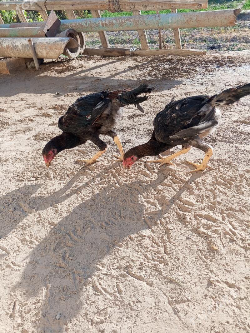 Bayes juje - Mary - img 3