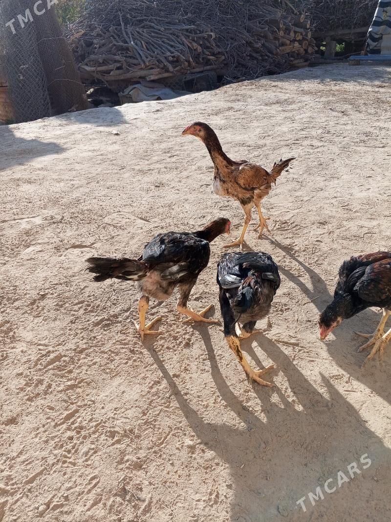 Bayes juje - Mary - img 2