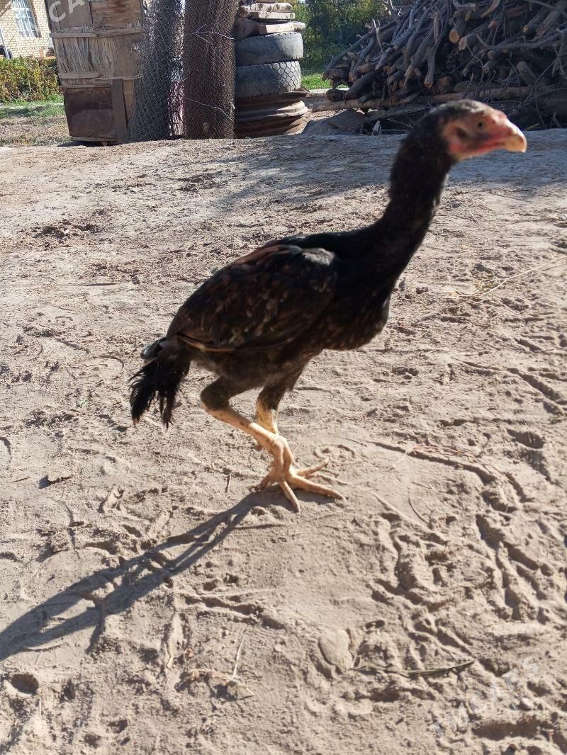 Bayes juje - Mary - img 4