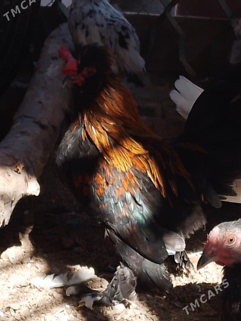 Karlik horazlar - Türkmenabat - img 1