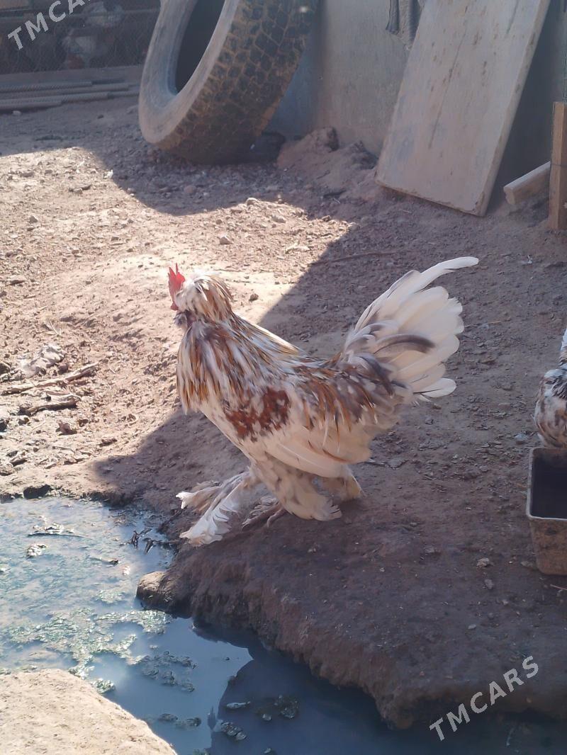 Karlik horazlar - Türkmenabat - img 5