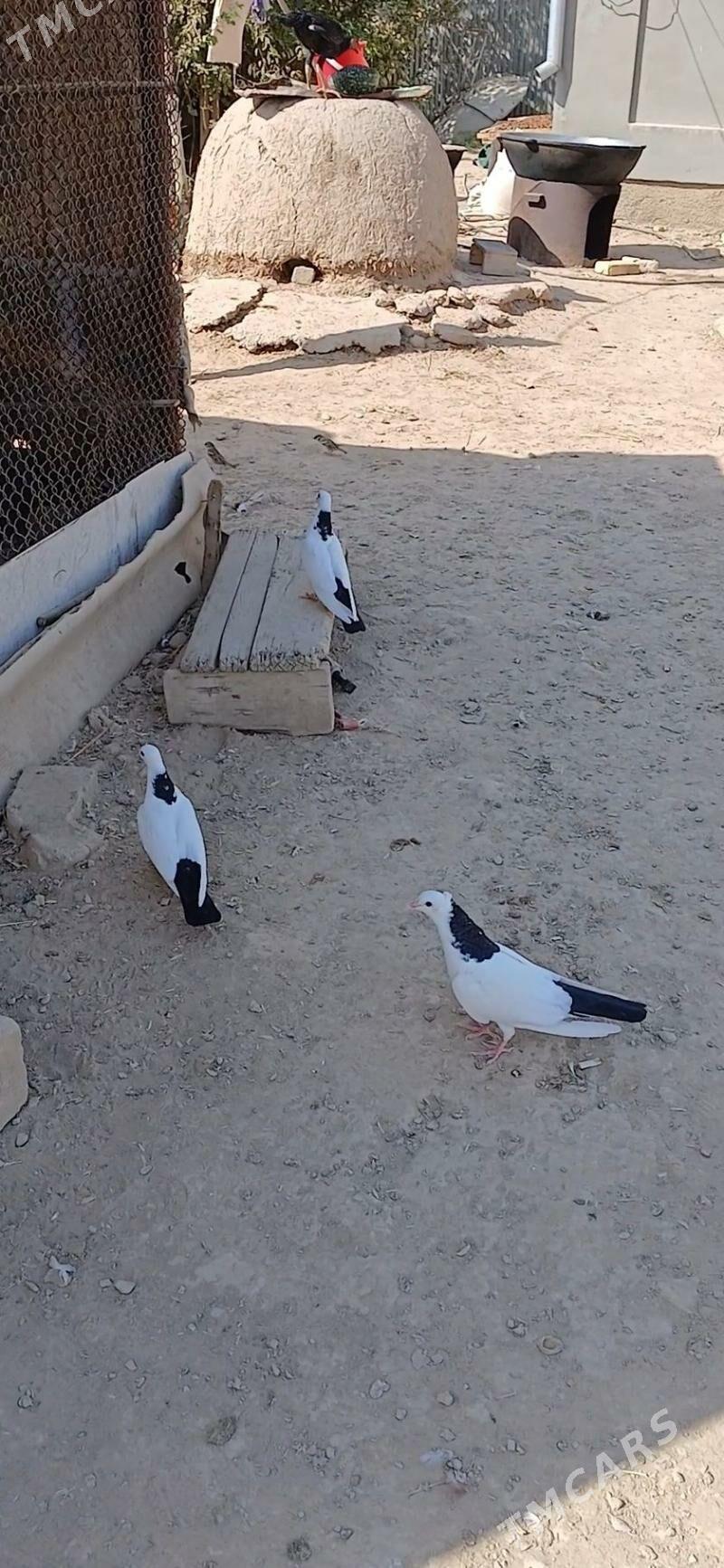 kepder - Мары - img 2