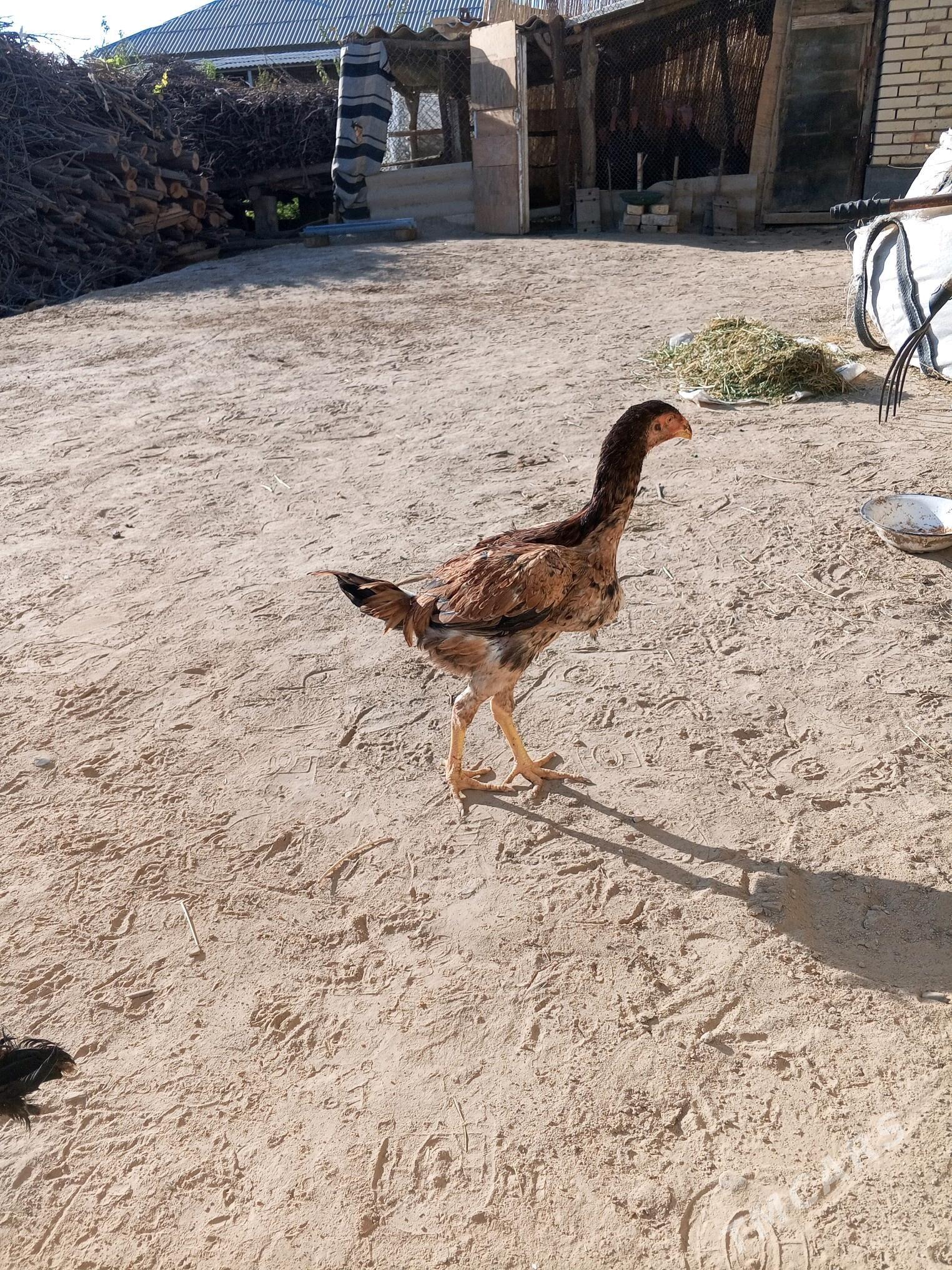 Bayes juje - Mary - img 5