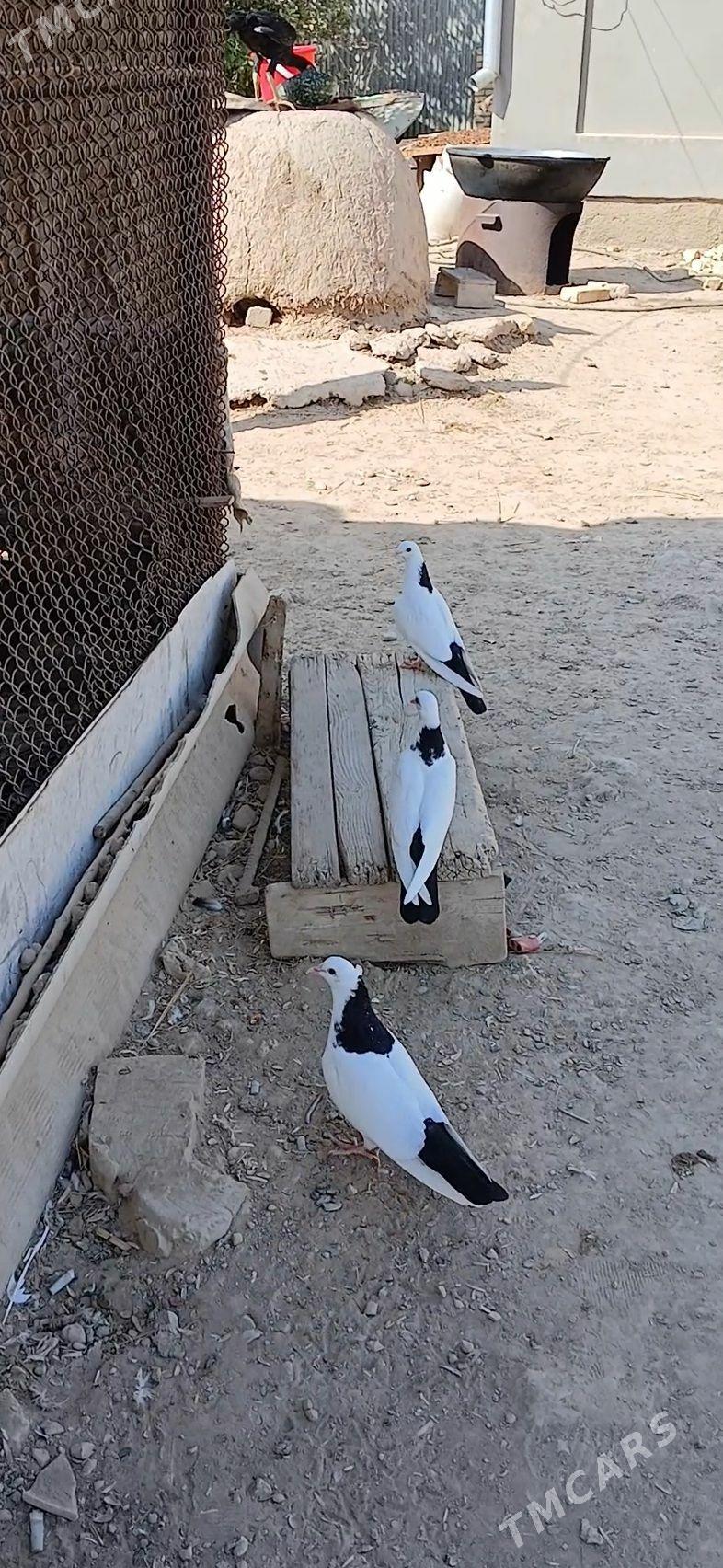 kepder - Мары - img 3