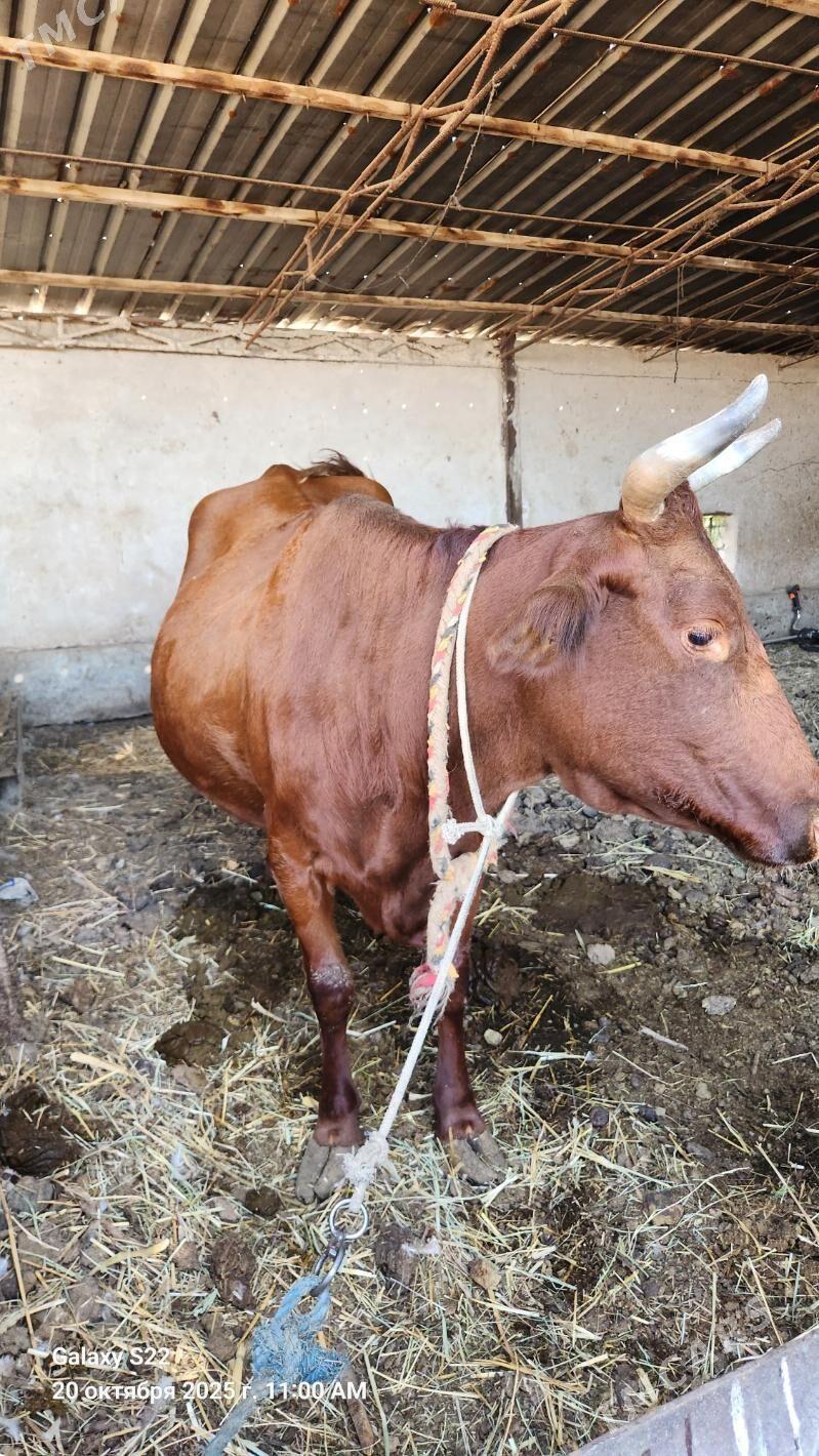 Sygyr - Чарджоу - img 2