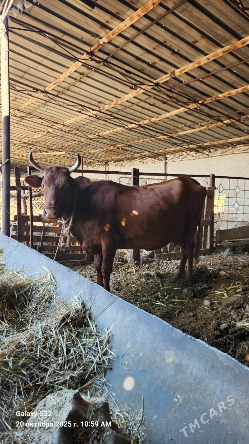 Sygyr - Чарджоу - img 1