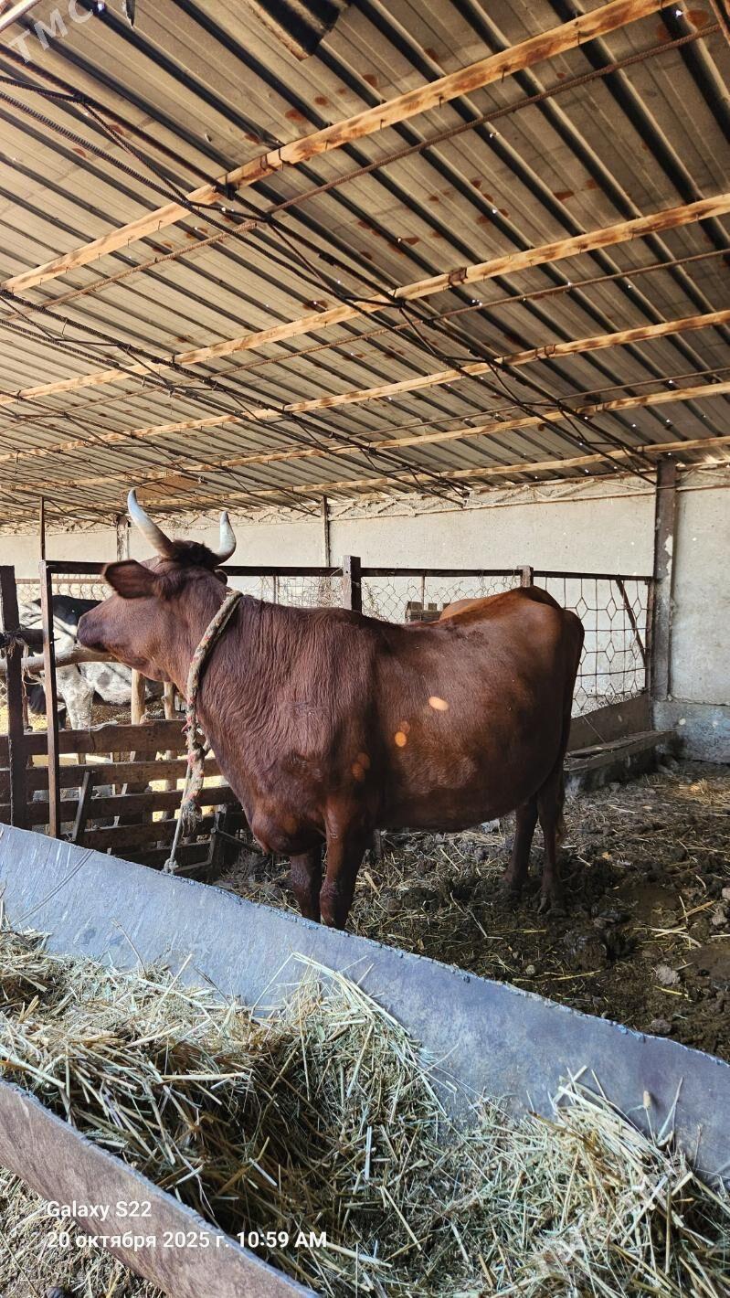 Sygyr - Чарджоу - img 3