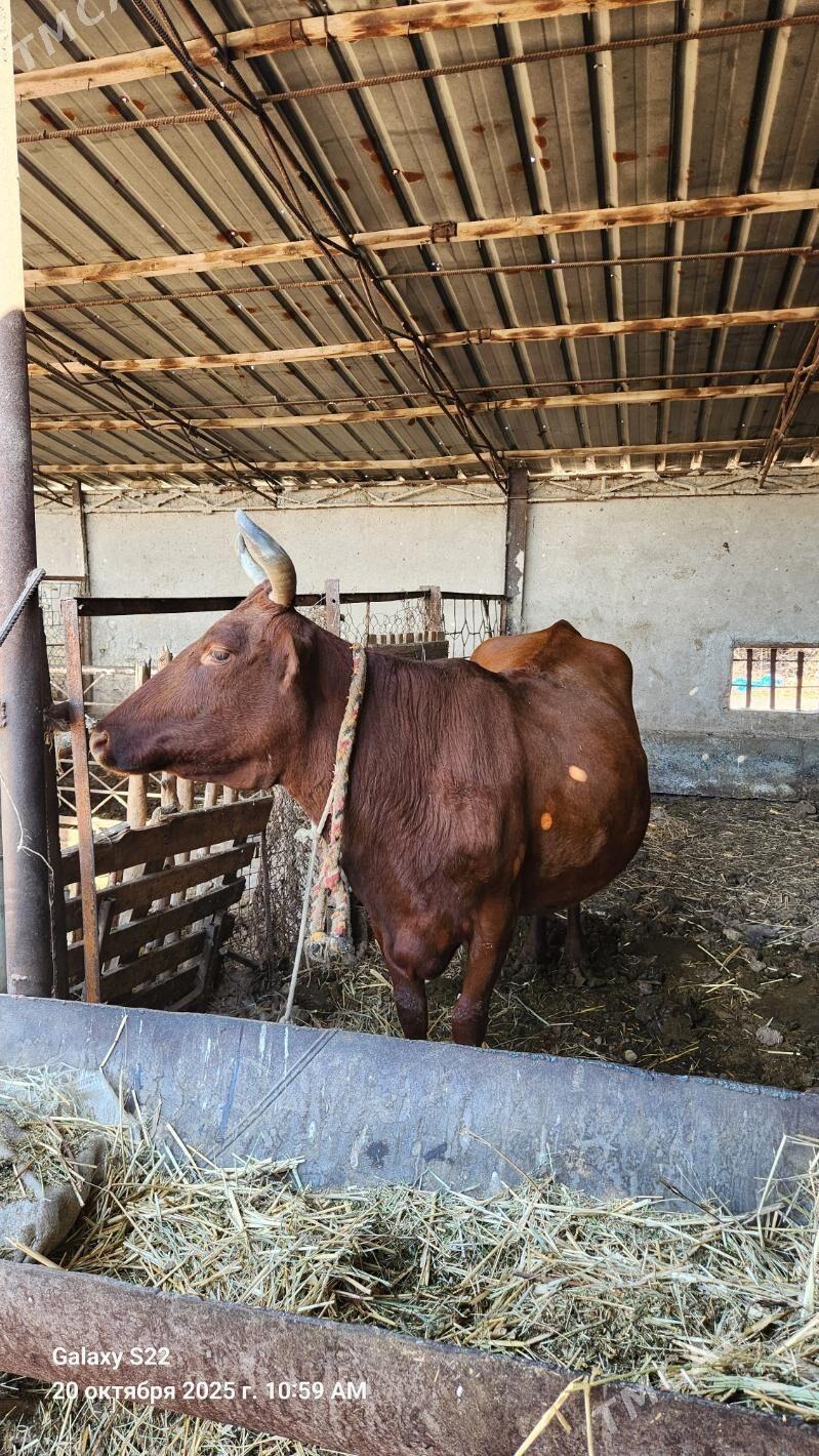 Sygyr - Чарджоу - img 4