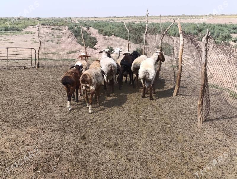 Goýun - Tejen - img 1