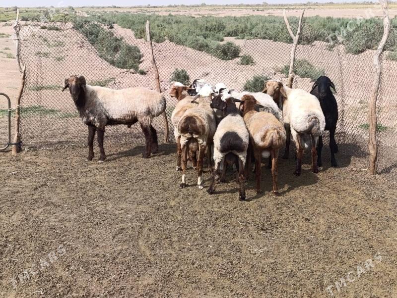 Goýun - Tejen - img 4