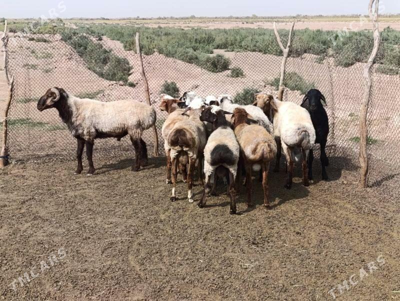 Goýun - Tejen - img 3