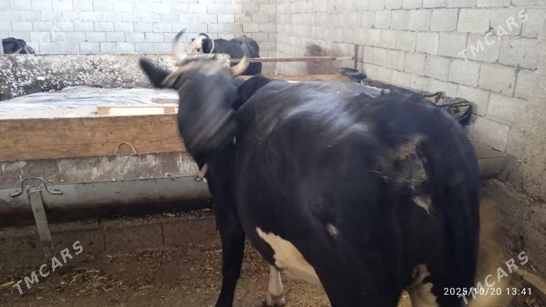 semiz tüwe - Garadamak Şor - img 3