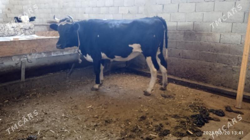 semiz tüwe - Garadamak Şor - img 2