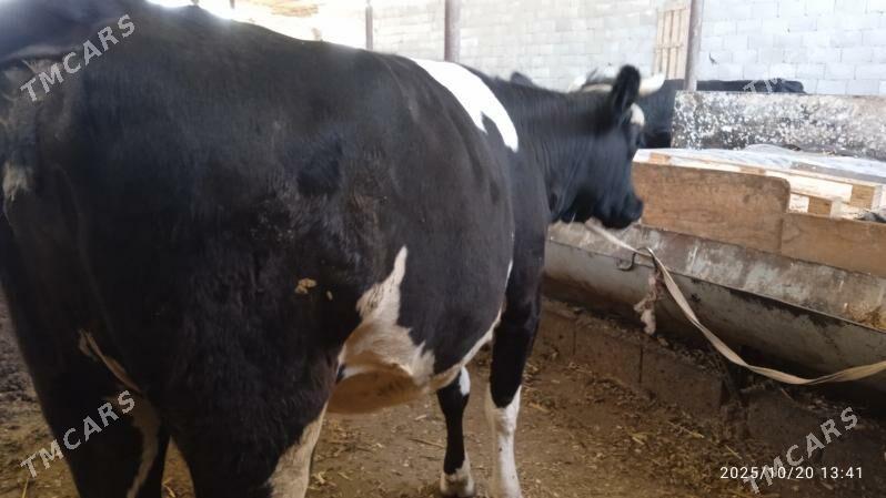 semiz tüwe - Garadamak Şor - img 4