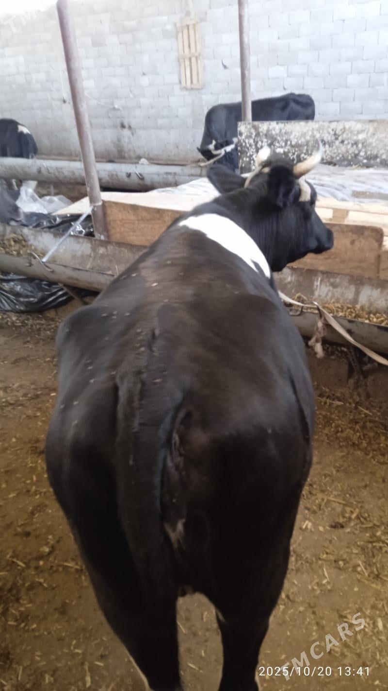 semiz tüwe - Garadamak Şor - img 5