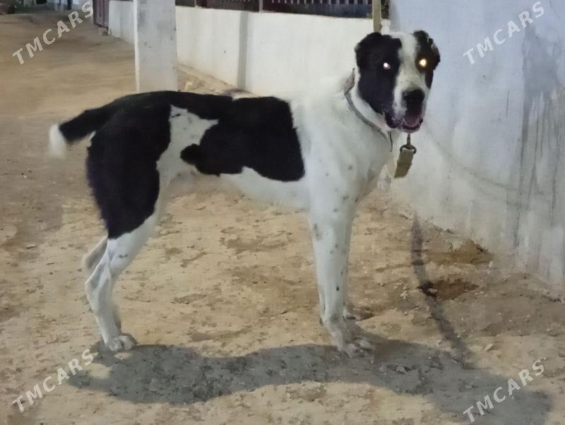 Alabay it - Ýaşlyk - img 2