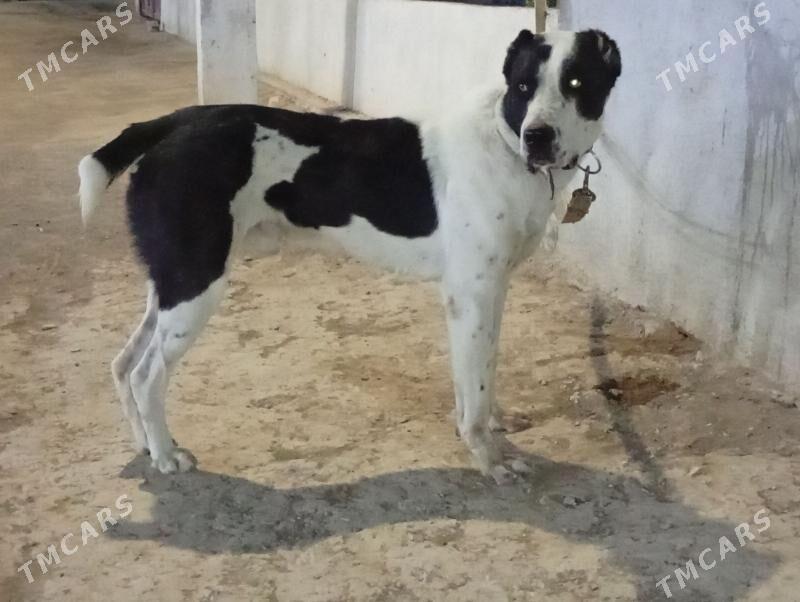 Alabay it - Ýaşlyk - img 3