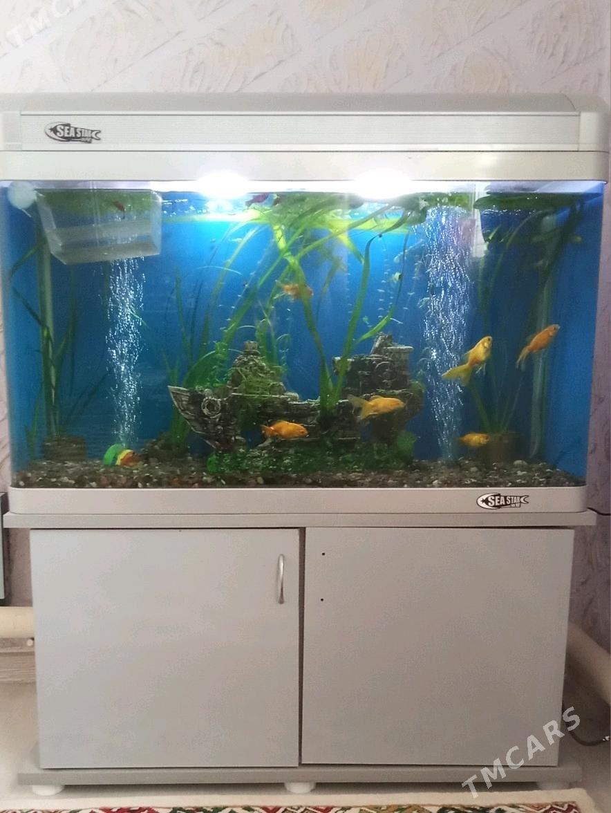 Akwaryum - Гёкдепе - img 1