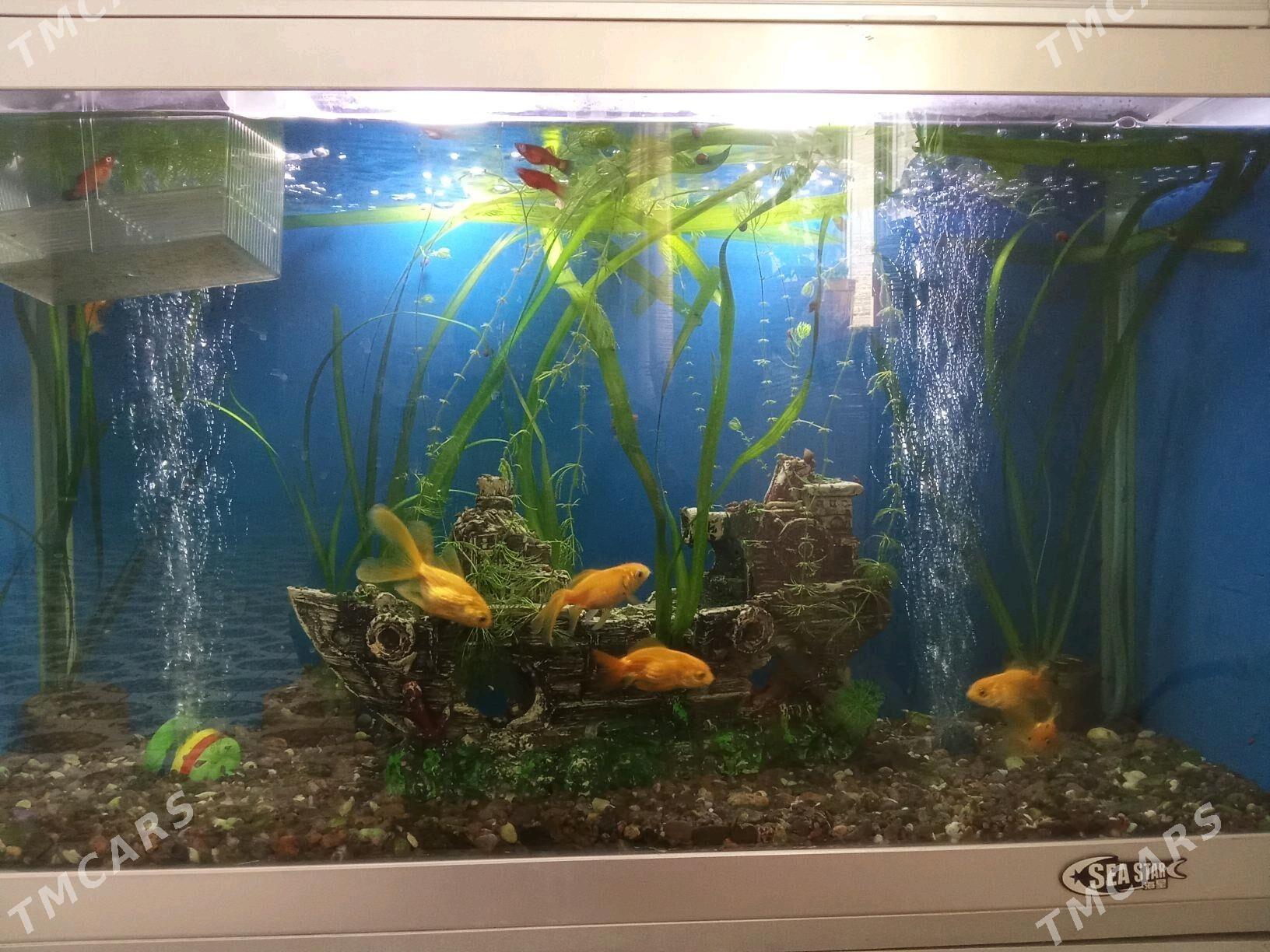 Akwaryum - Гёкдепе - img 2