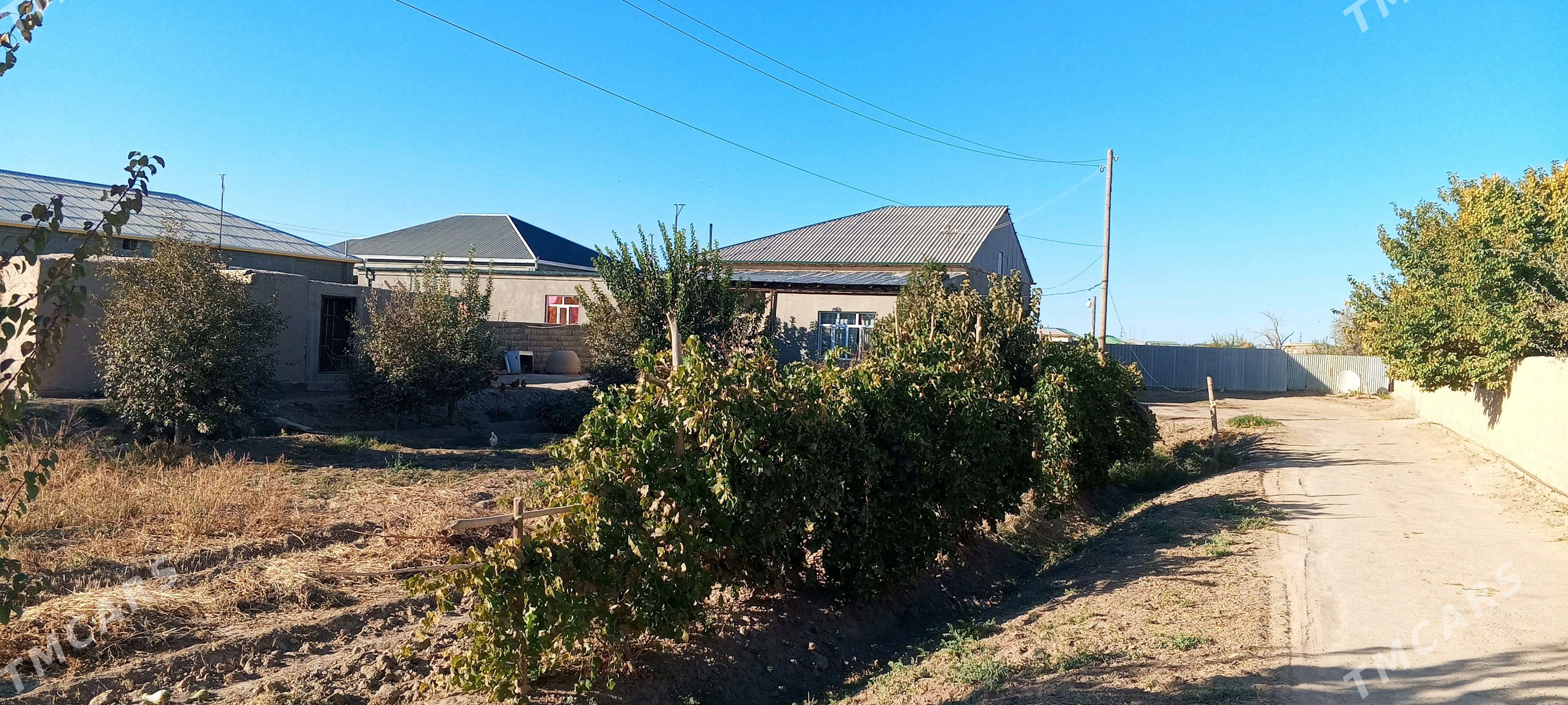 jay satylya - Дашогуз - img 2