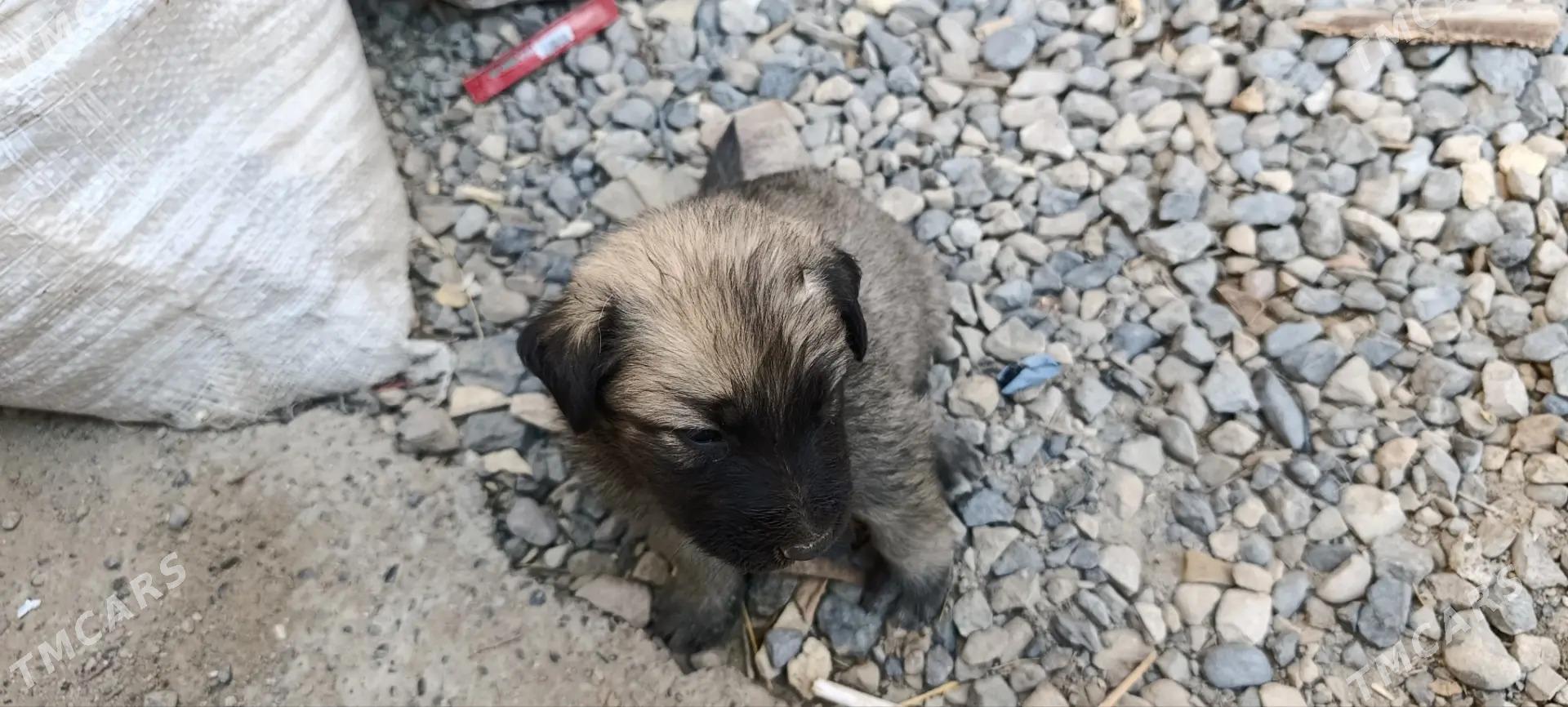 afcarka - Мары - img 2