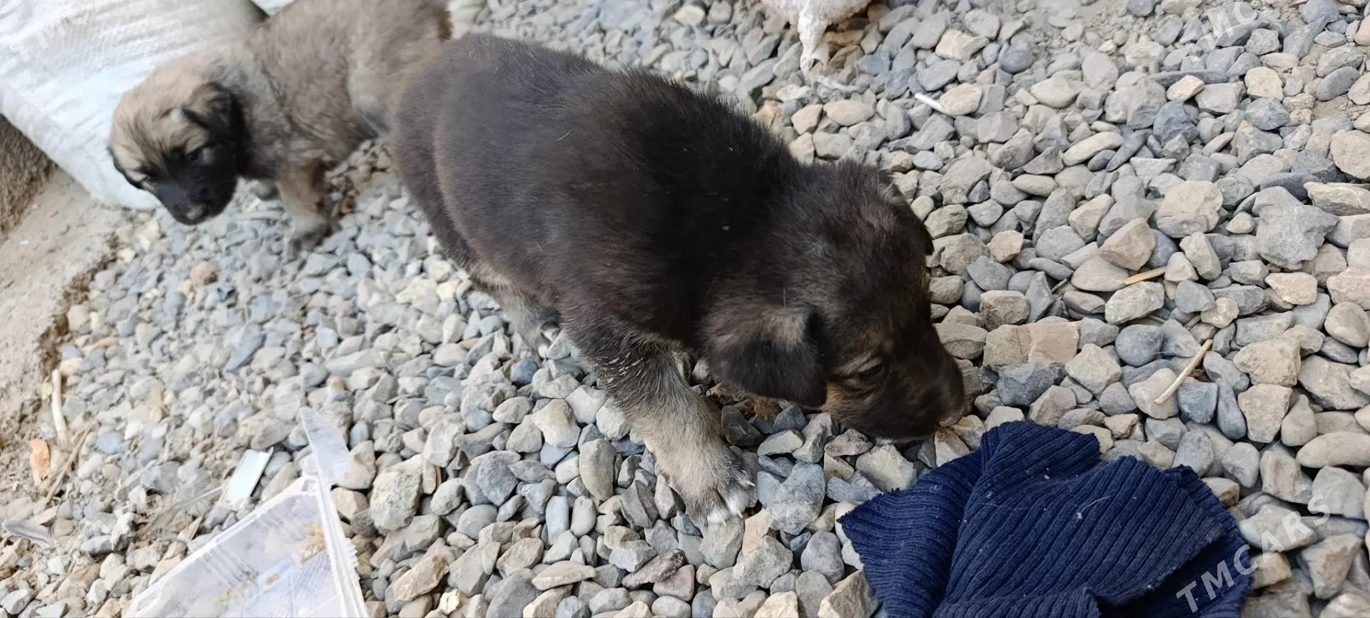 afcarka - Мары - img 1