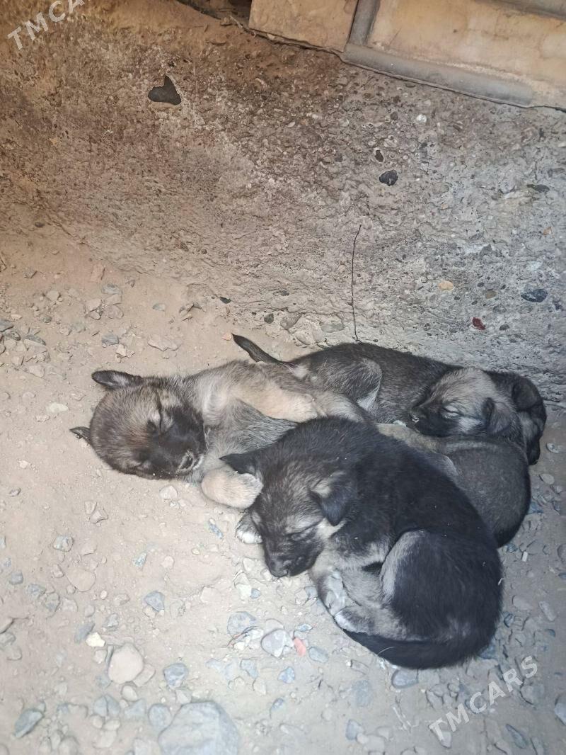 afcarka - Мары - img 3