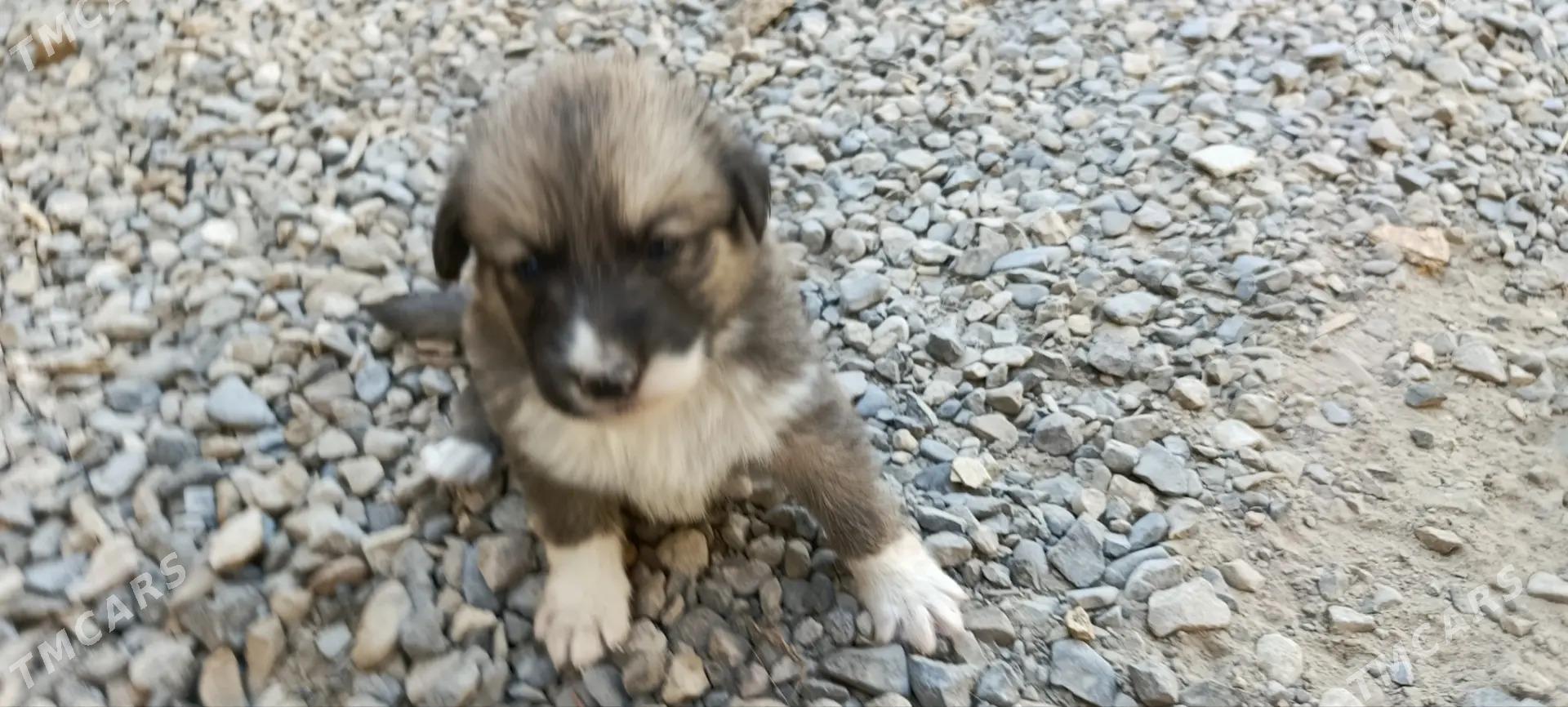 afcarka - Мары - img 4