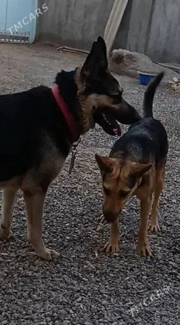 afcarka - Мары - img 5