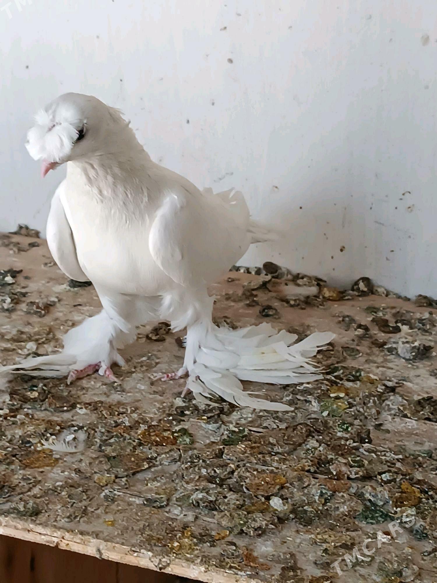 Kepderi - Mary - img 2