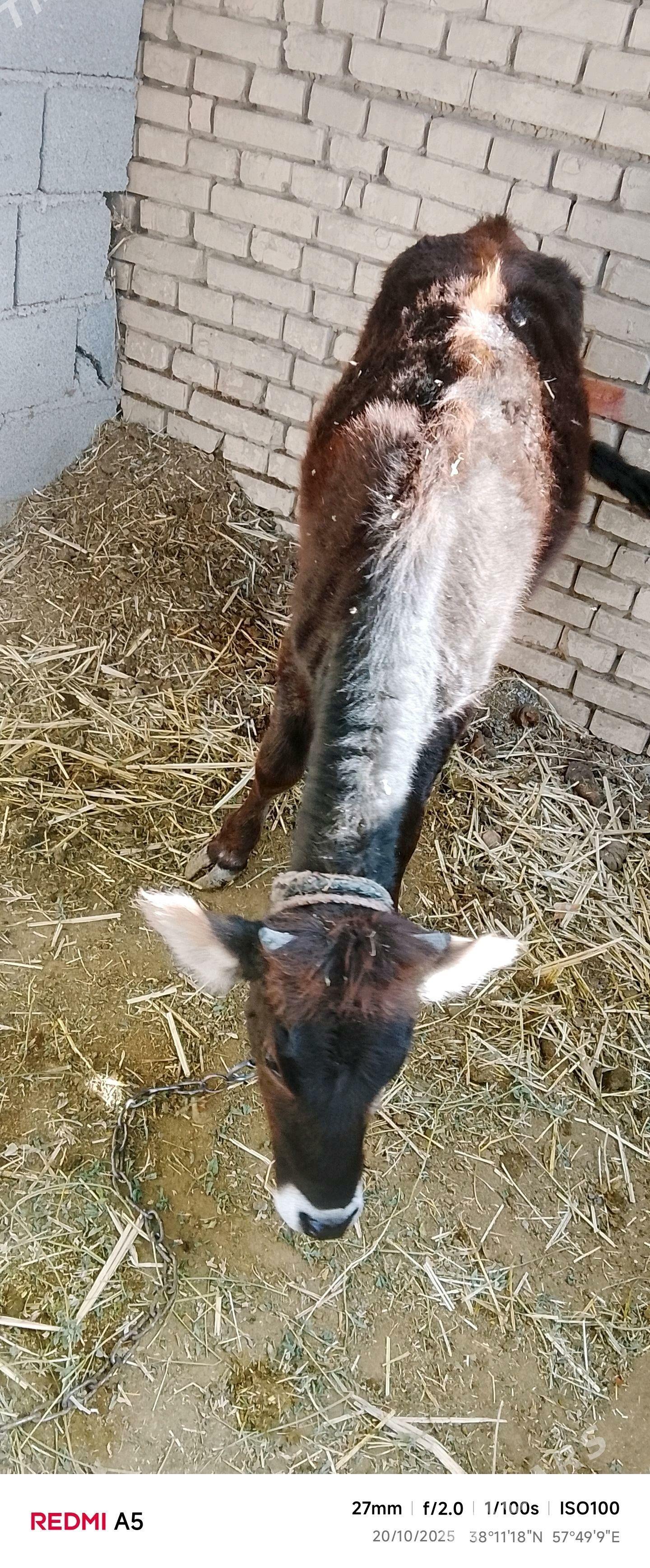 GölrGöle - Gökdepe - img 2