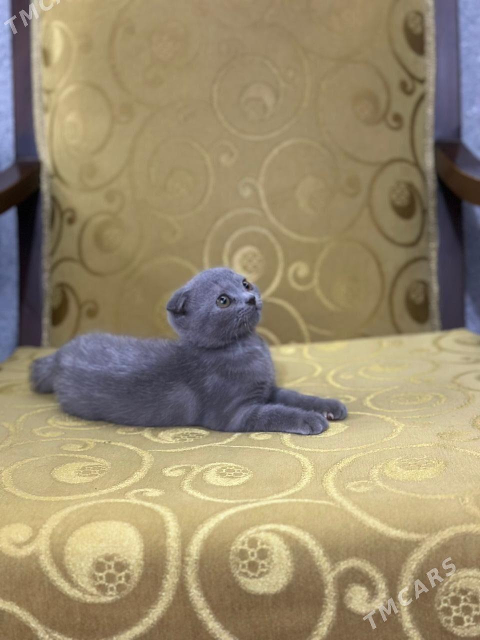 шатлански - Дашогуз - img 5