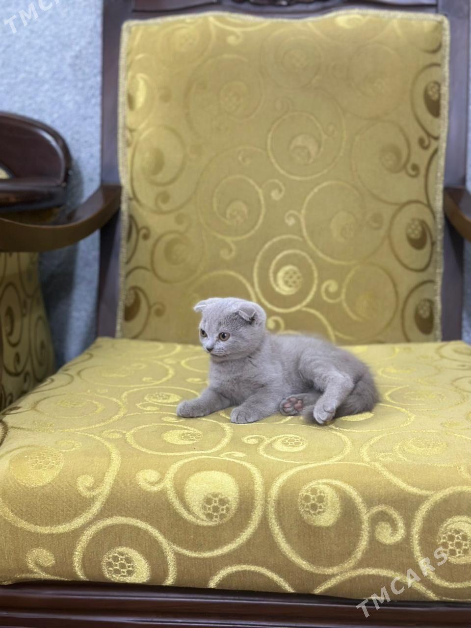 шатлански - Дашогуз - img 6