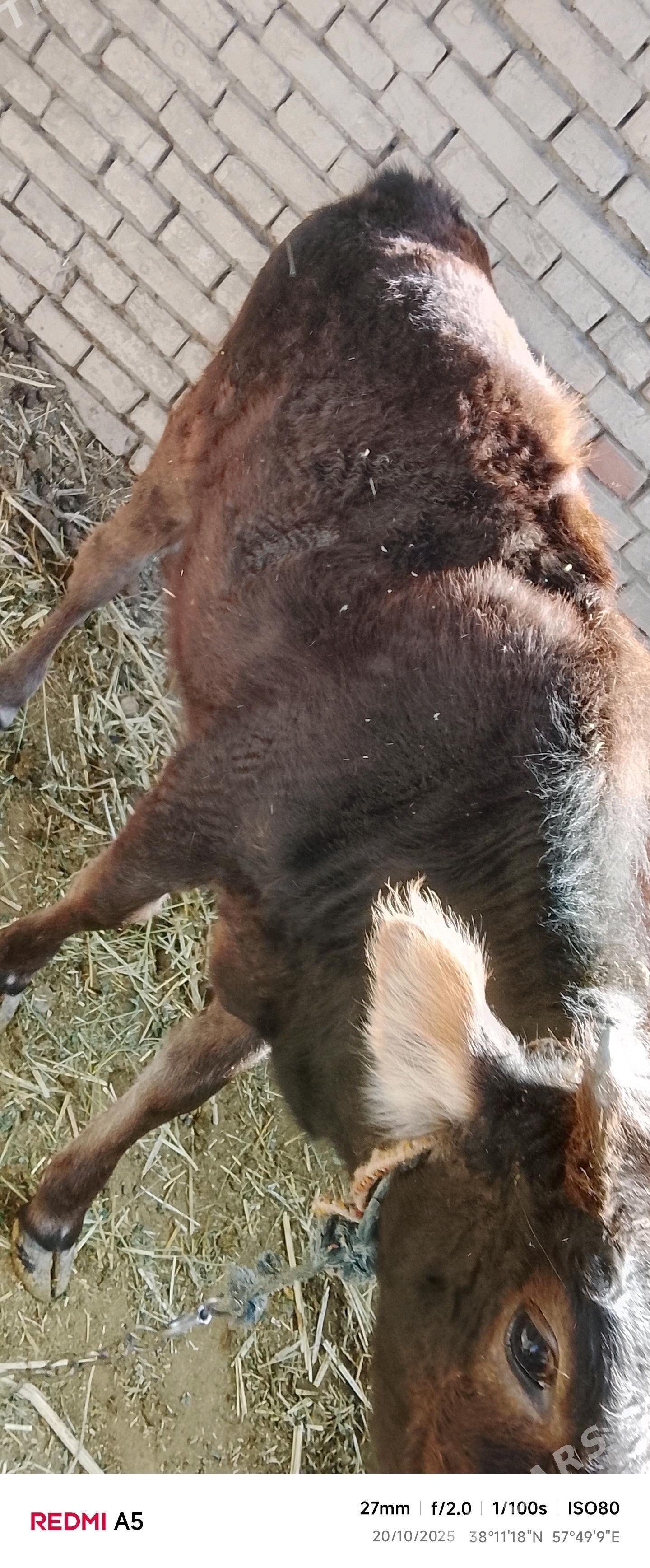 GölrGöle - Gökdepe - img 1