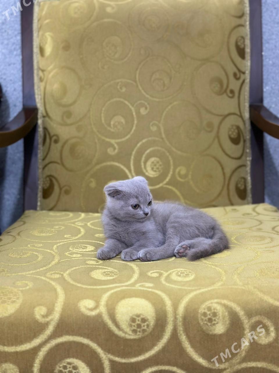 шатлански - Дашогуз - img 2