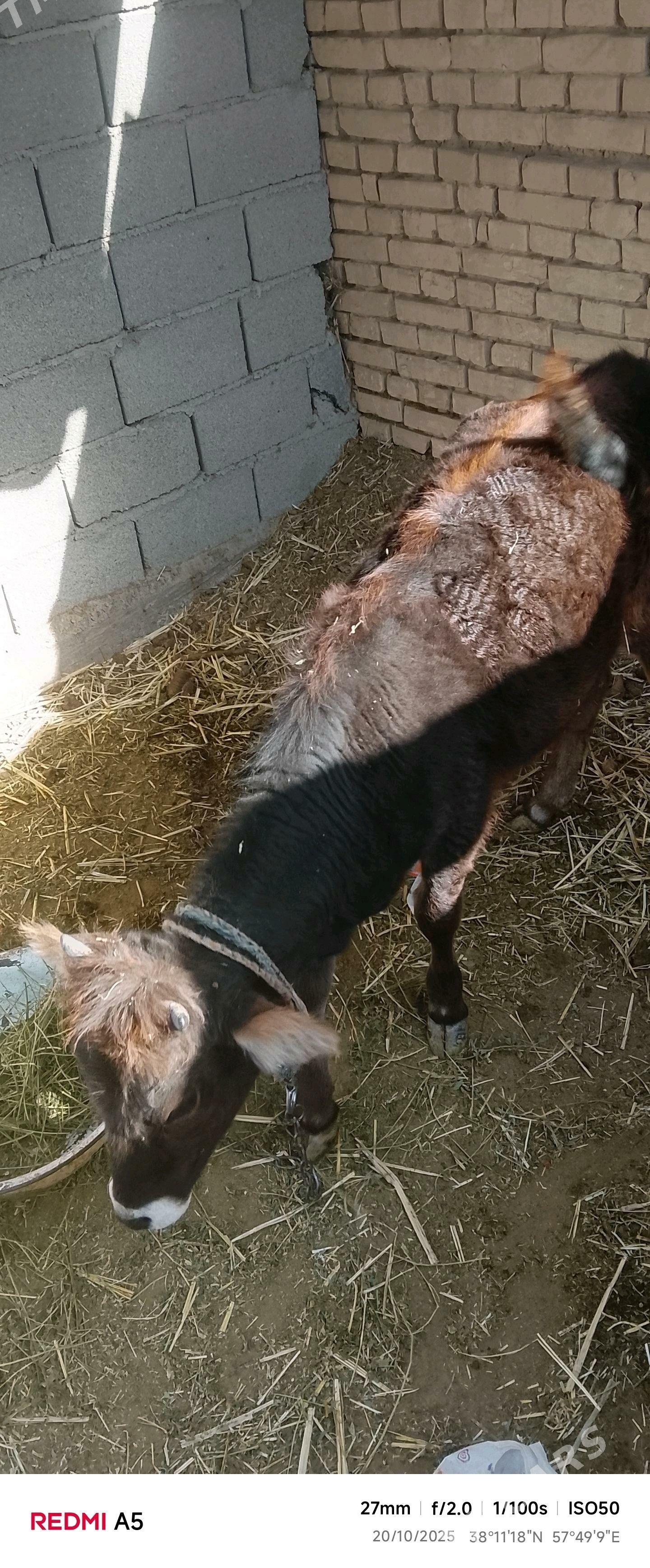 GölrGöle - Gökdepe - img 3