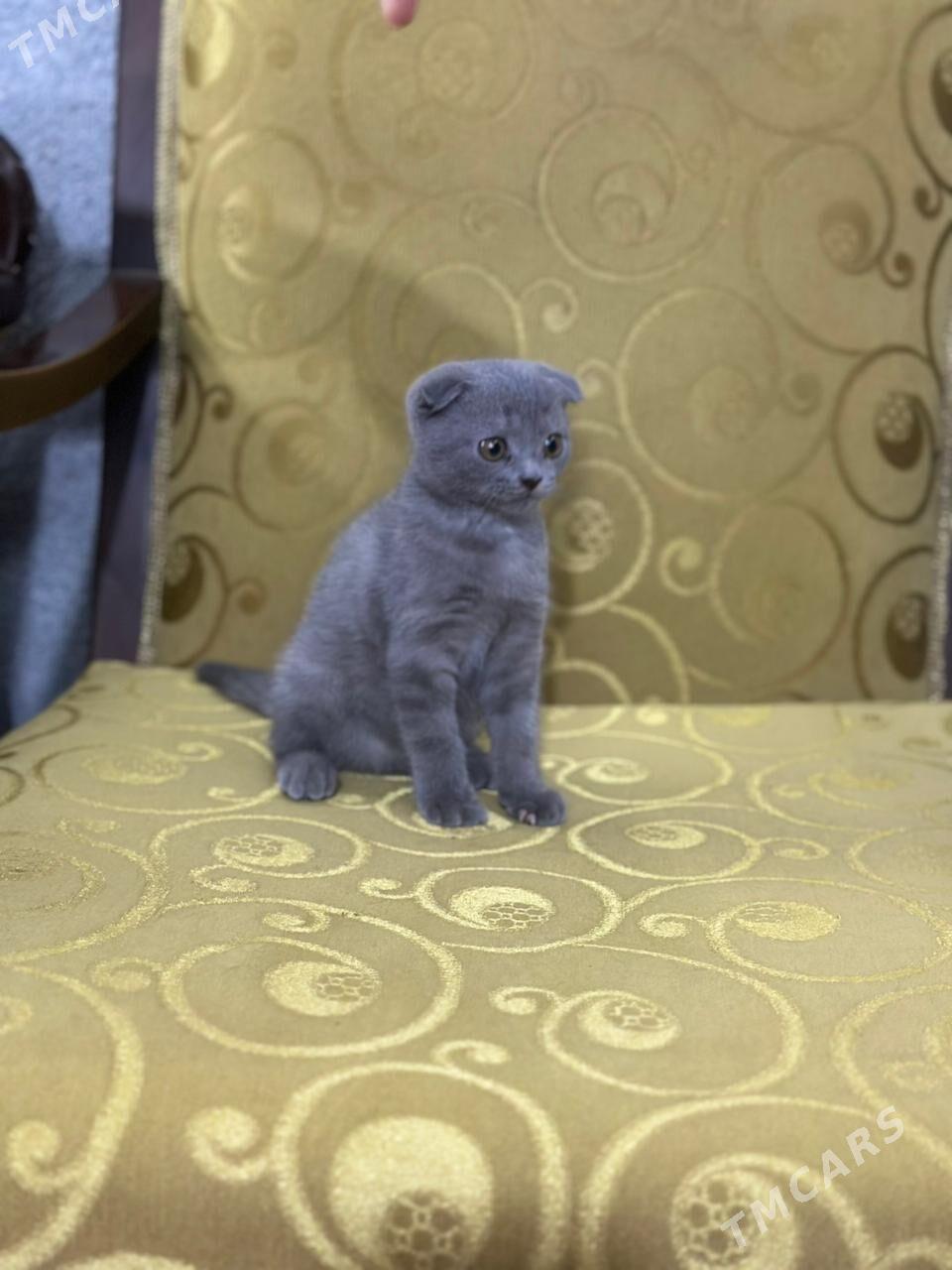 шатлански - Дашогуз - img 4