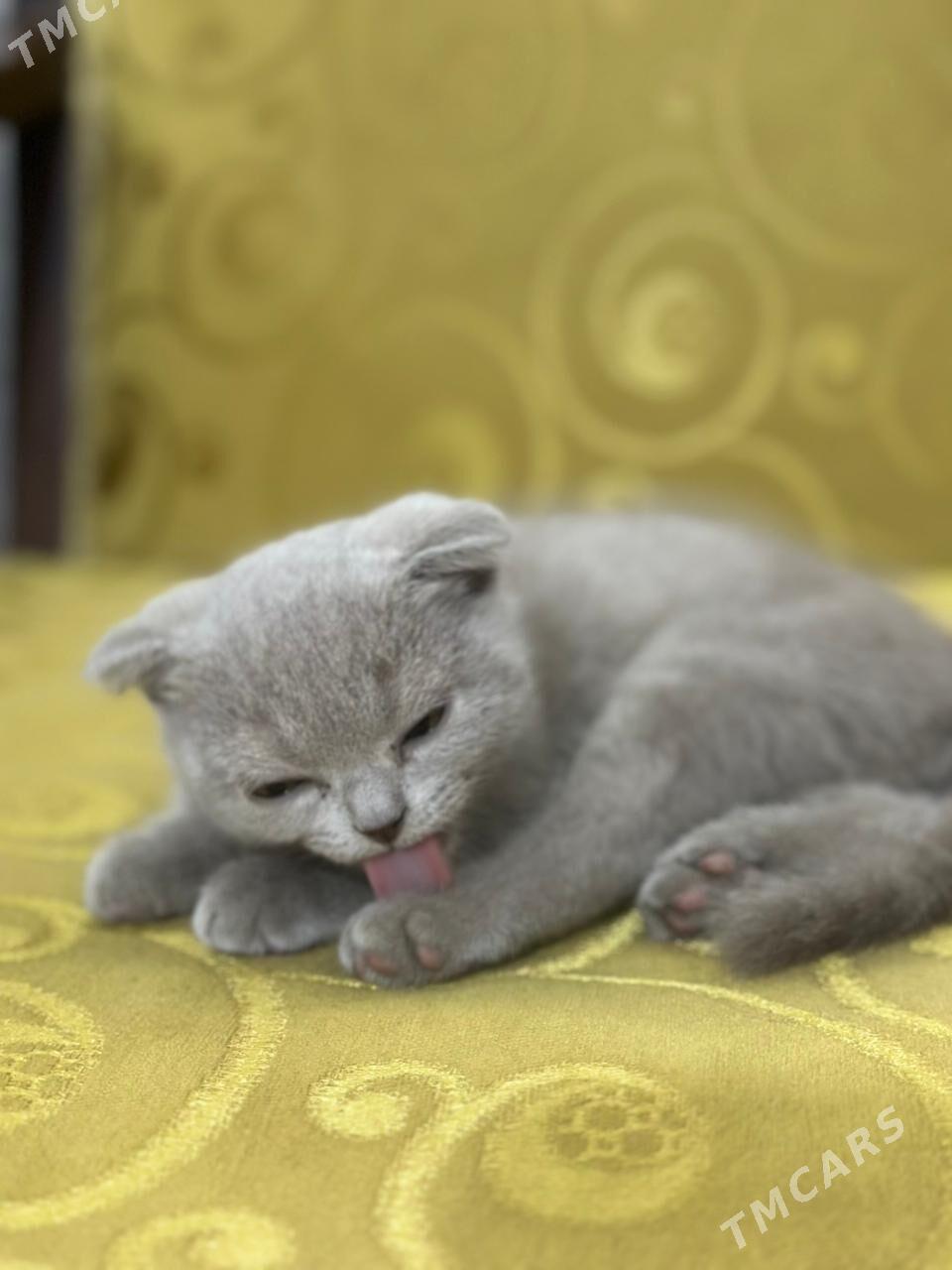 шатлански - Дашогуз - img 1