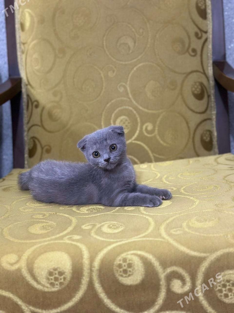 шатлански - Дашогуз - img 7